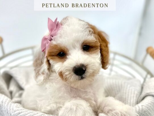 [#20320] Petunia - Red & White Parti Female Poodle Toy Puppies for Sale