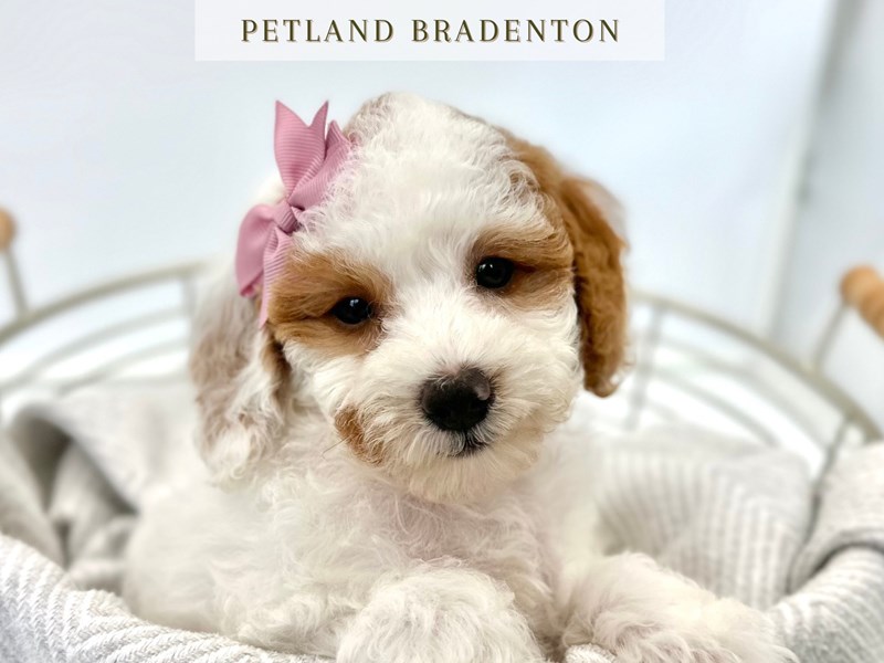 Poodle Toy – 20320