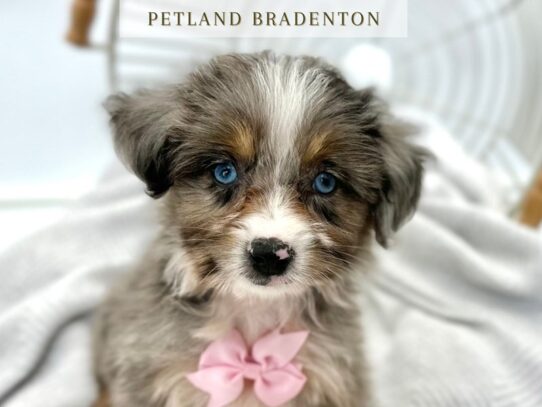 [#20318] Savannah - Blue Tri Merle Female Aussiepoo Puppies for Sale