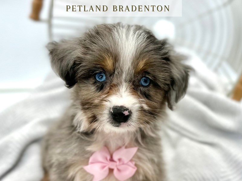 Aussiepoo – 20318