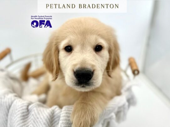 [#20326] Simba - Golden Male Golden Retriever Puppies for Sale