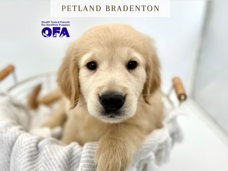 Golden Retriever – 20326