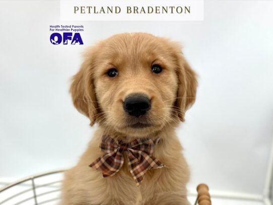 [#20327] Hunter - Golden Male Golden Retriever Puppies for Sale