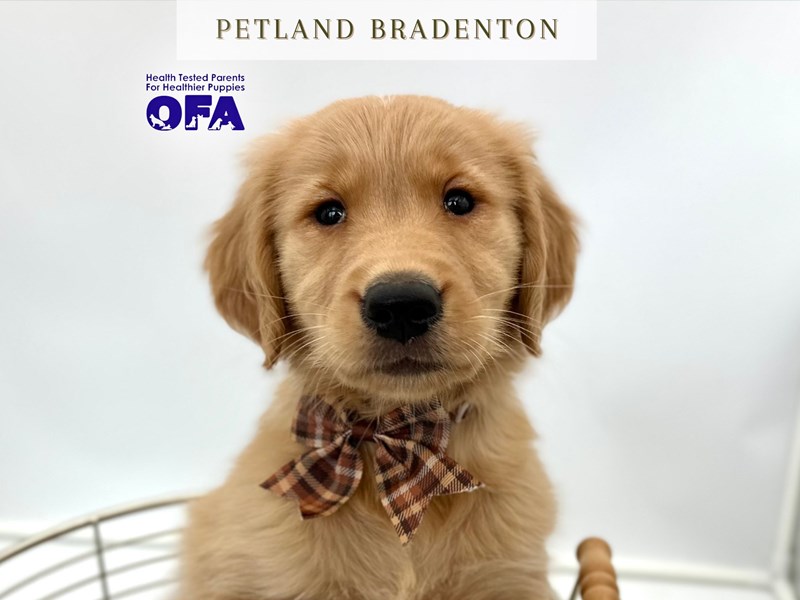Golden Retriever – 20327