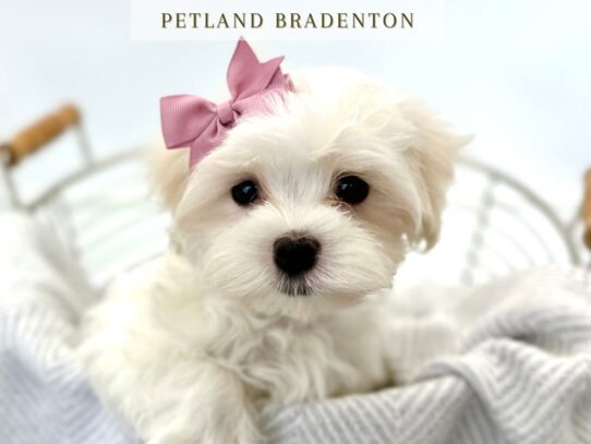 [#20324] Trixie - White Female Maltese Puppies for Sale