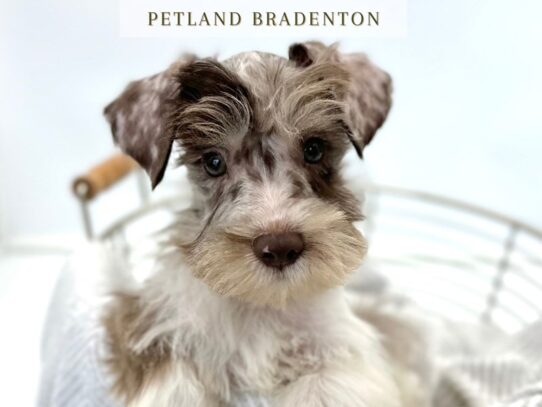 [#20323] Oscar - Chocolate Merle Male Schnauzer (Miniature) Puppies for Sale