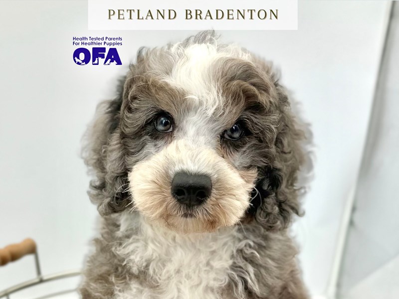 Bernedoodle Mini – 20325
