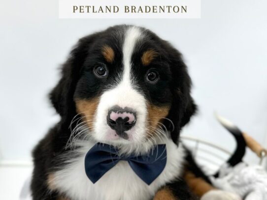 [#20322] Charlie - Tri Color Male Bernese Mountain Dog Puppies for Sale