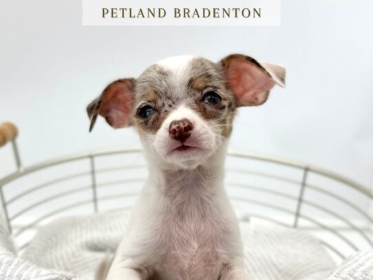 [#20317] Tito - Chocolate Merle Parti Male Chihuahua Puppies for Sale