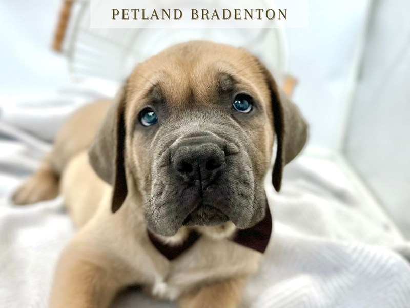 Cane Corso – 20316