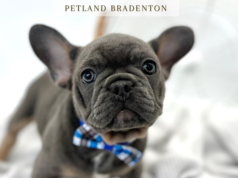 French Bulldog – 20311