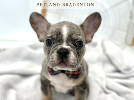[#20310] Rocky - Blue & Tan Merle Male French Bulldog Puppies for Sale