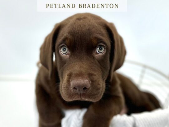 [#20306] Moose - Chocolate Male Labrador Retriever Puppies for Sale