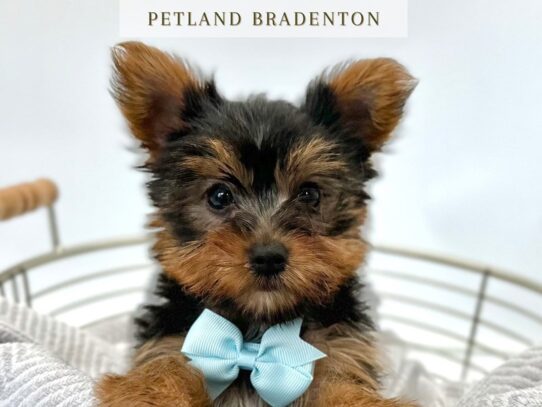 [#20305] Buster - Black & Tan Male Yorkshire Terrier Puppies for Sale