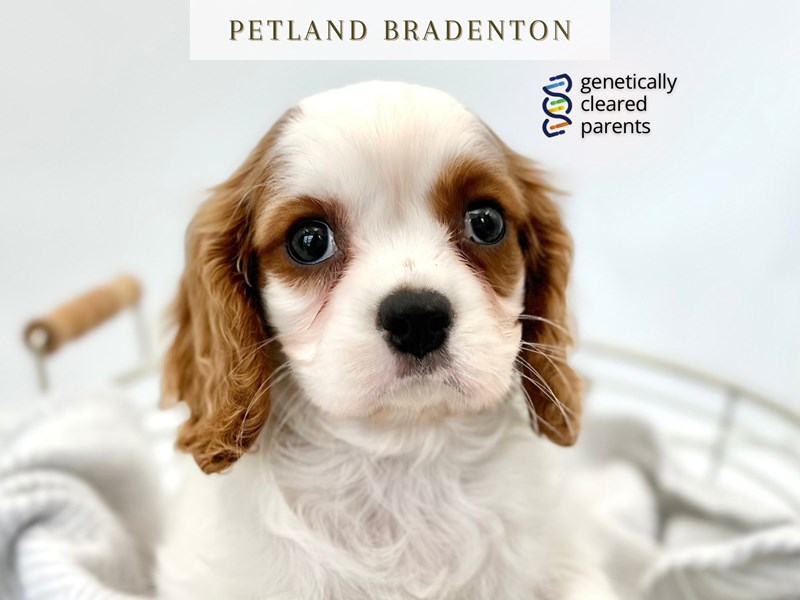 Cavalier King Charles Spaniel – 20302