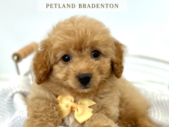 [#20303] Austin - Red Male Goldendoodle Micro Mini Puppies for Sale