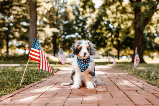 National Spoil Your Dog Day: Yes, They Deserve It (Every. Single. Day.)