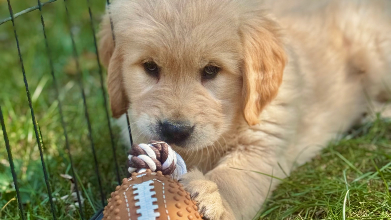 Discover Your Ideal Puppy Match banner