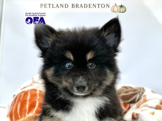 [#20500] Skyler - Black & White Male Pomsky Puppies for Sale