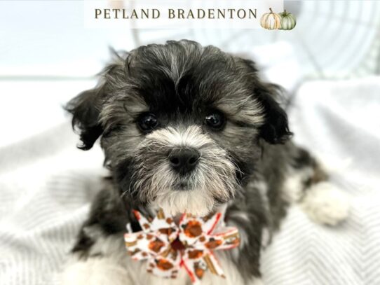 [#20557] Kayden - White & Black Male Havachon Puppies for Sale