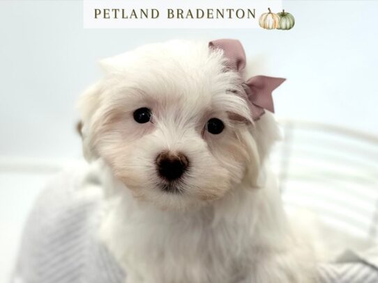 [#20552] Elsa - White Female Maltese Puppies for Sale