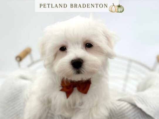 [#20551] Olaf - White Male Maltese Puppies for Sale