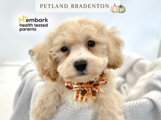 [#20542] Westley - Apricot Male Bichonpoo Puppies for Sale