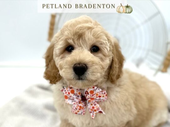 [#20554] Forrest - Light Golden Male Goldendoodle Mini F1b Puppies for Sale