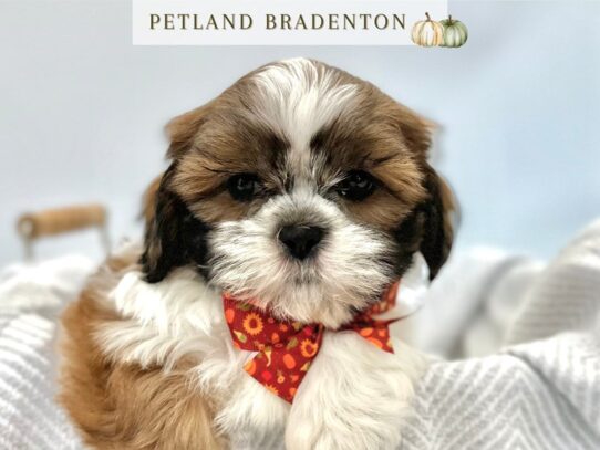 [#20541] Beau - Gold Sable Male Shih Tzu Puppies for Sale