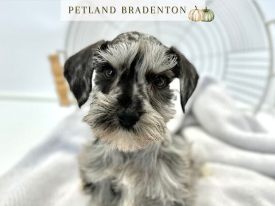 [#20558] Vienna - Blue Merle Female Schnauzer (Miniature) Puppies for Sale