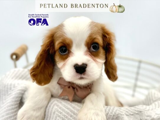 [#20579] Gunther - Blenheim Male Cavalier King Charles Spaniel Puppies for Sale