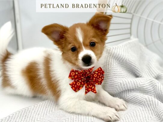 [#20577] Oliver - Red & White Male Papillon Puppies for Sale
