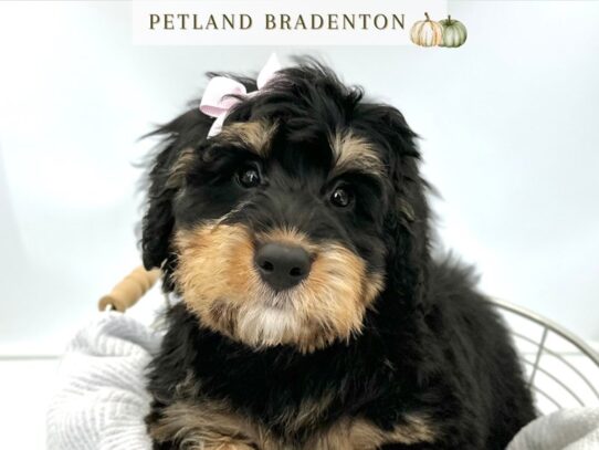 [#20572] Jasmine - Tri Color Female Bernedoodle Mini Puppies for Sale