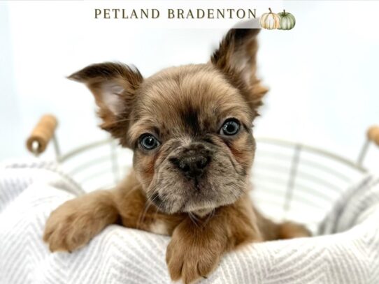 [#20565] King - Chocolate Merle Male Fluffy French Bulldog Puppies for Sale