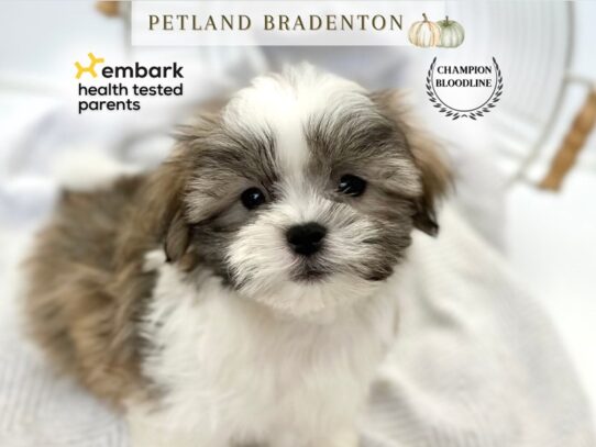 [#20562] Baker - Gold & White Male Malshi Puppies for Sale