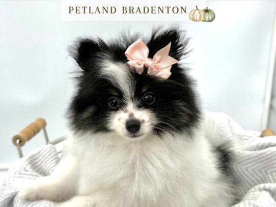 [#20567] Ivy - Black & White Female Pomeranian Puppies for Sale