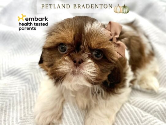 [#20563] Mocha - Liver & White Female Shih Tzu Puppies for Sale