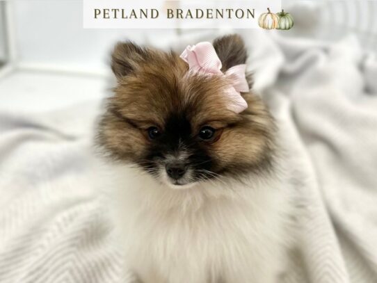 [#20566] Iris - Red Sable Female Pomeranian Puppies for Sale