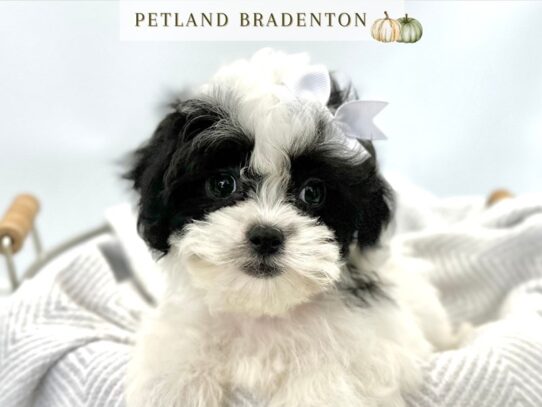 [#20575] Stella - Black & White Female Teddy Bear Puppies for Sale