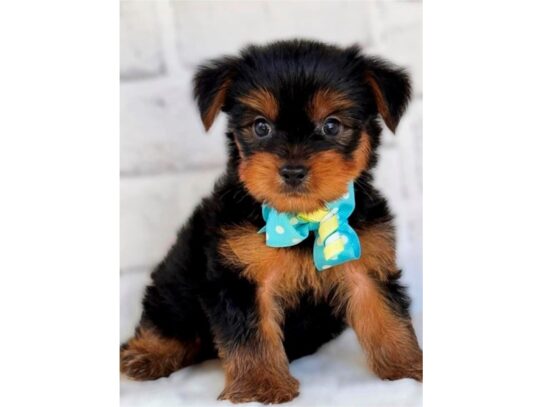 [#20580] Louie - Black & Tan Male Yorkshire Terrier Puppies for Sale