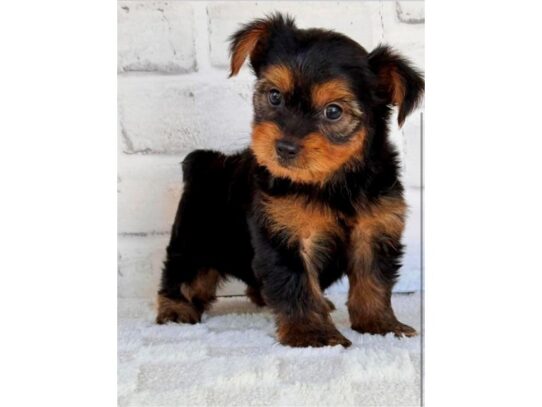 [#20581] Tony - Black & Tan Male Yorkshire Terrier Puppies for Sale
