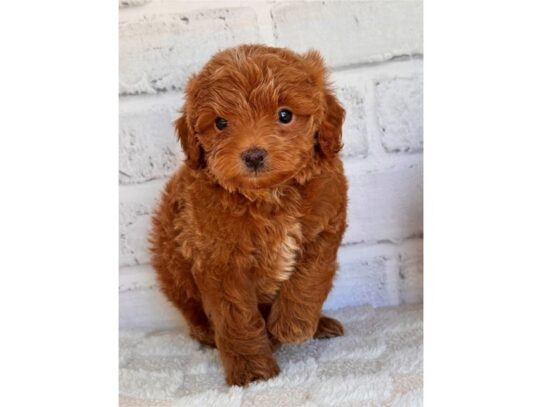 [#20582] Benji - Red Male Cockapoo Puppies for Sale