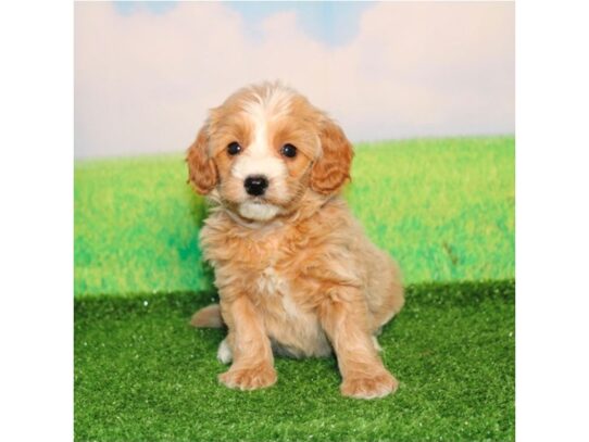 [#20586] Sasha - Golden Blaze Female Goldendoodle Micro Mini Puppies for Sale