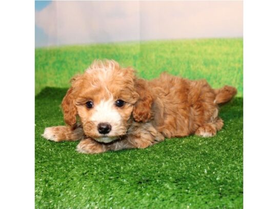[#20587] Sierra - Golden W/ Blaze Female Goldendoodle Micro Mini Puppies for Sale