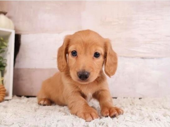 [#20590] Winston - Cream Male Dachshund (Miniature) Long Hair Puppies for Sale