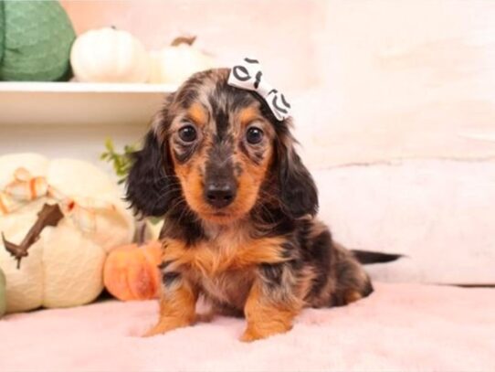 [#20592] Diva - Silver Dapple Female Dachshund (Miniature) Long Hair Puppies for Sale