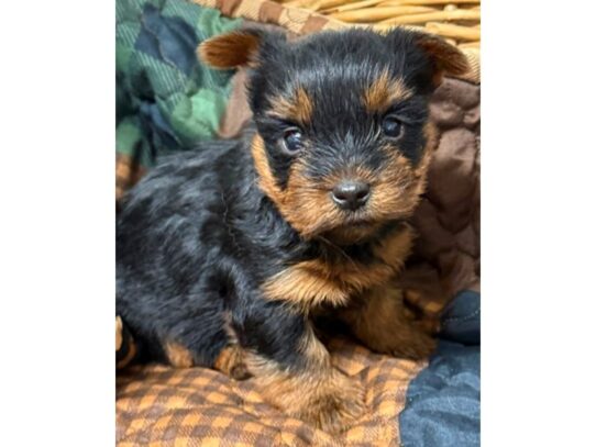 [#20596] Vinny - Black & Tan Male Yorkiepoo Puppies for Sale