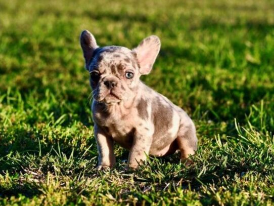 [#20598] Violet - Blue Merle Female French Bulldog Puppies for Sale