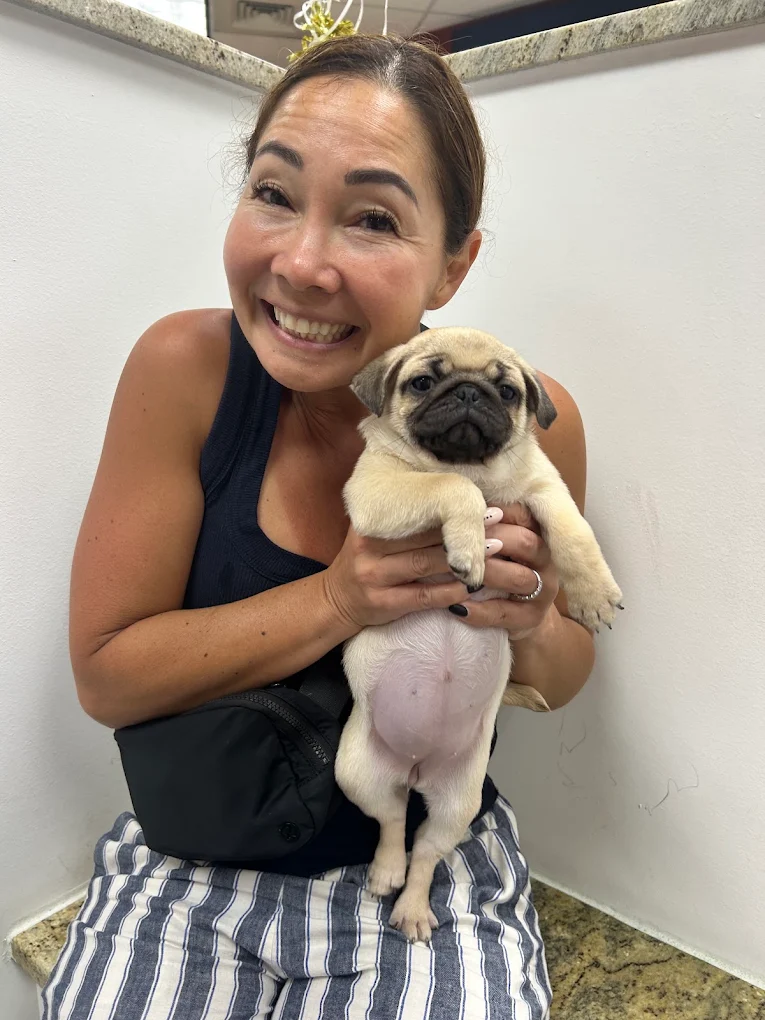 A person holding a fawn pug puppy at Petland Bradenton
