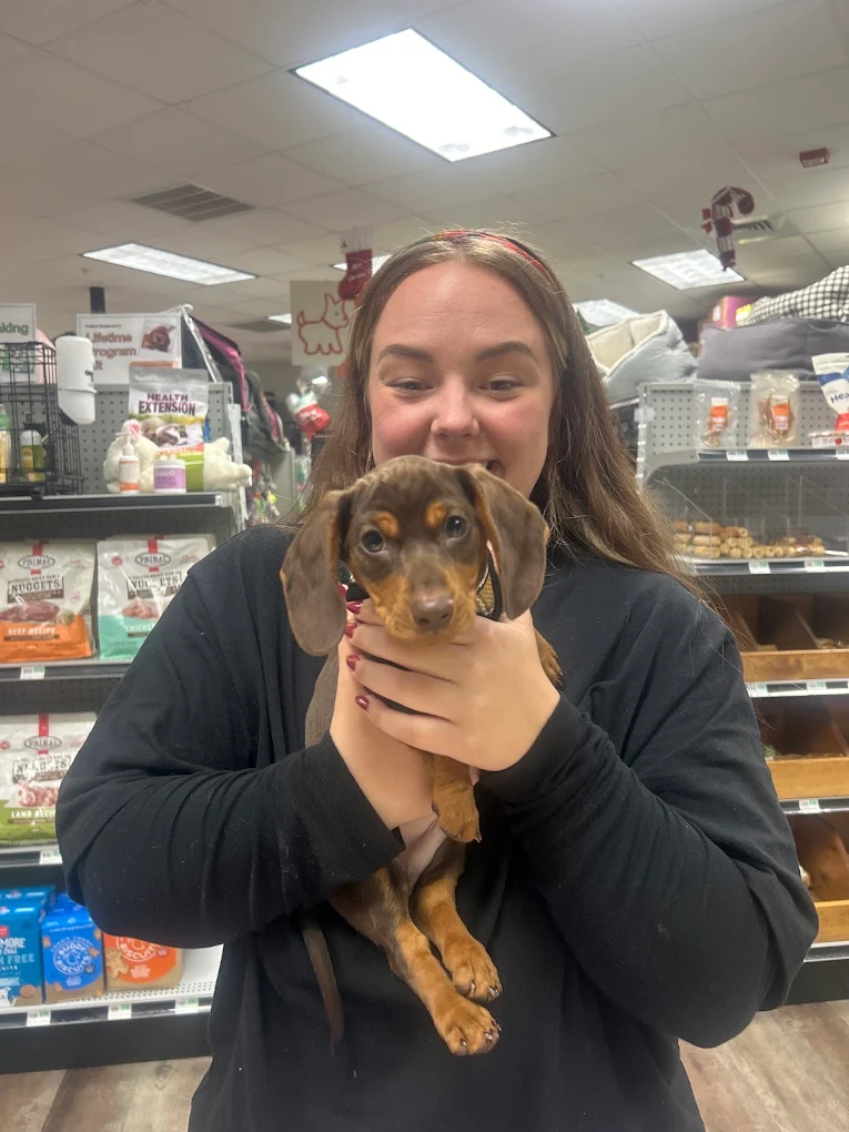A person holding a brown dachshund puppy at Petland Bradenton